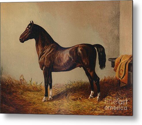 Horse Metal Print featuring the drawing Entire Pony Hack Don Carlos by Print Collector