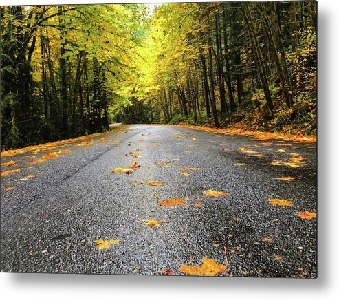 The Bright Yellows On The Fall Drive Were Stunning! Metal Print featuring the photograph Fall Drive by Brian Eberly
