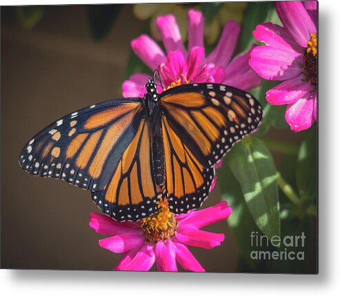 Cheryl Baxter Photography Metal Print featuring the photograph Female Monarch by Cheryl Baxter