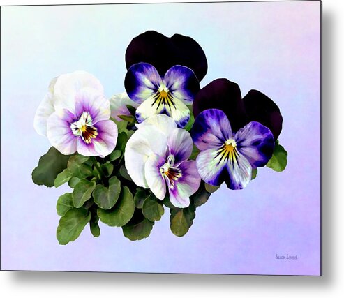 Pansy Metal Print featuring the photograph Four Pansies by Susan Savad