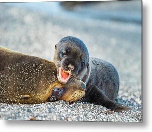 Animal Metal Print featuring the photograph Galapagos Sea Lion With Pup by Tui De Roy