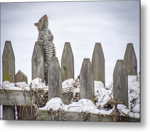 Squirrel Metal Print featuring the photograph I Pledge Allegiance to the Bird Feeder by Michelle Wittensoldner