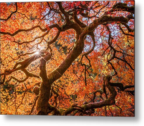 Japanese Metal Print featuring the photograph Japanese Maple In Portland Usa by Joy Pingwei Pan