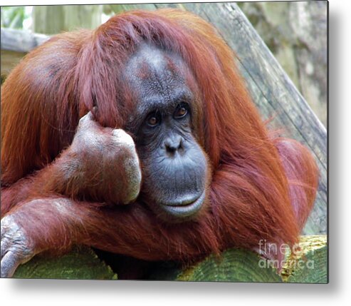 Orangutan Metal Print featuring the photograph Keep Talking I Am Listening by D Hackett