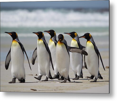 Animal Themes Metal Print featuring the photograph King Penguins Strolling On Beach by Richard Mcmanus