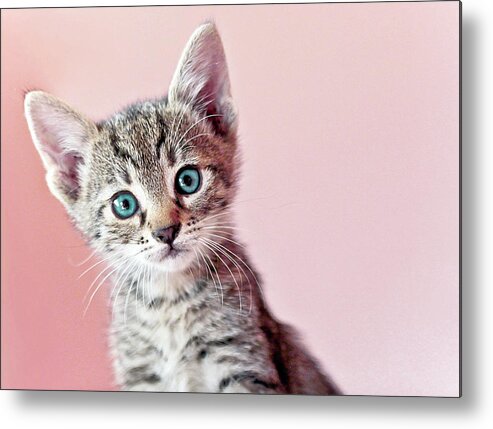 Pets Metal Print featuring the photograph Kitty by Nevena Uzurov