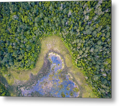 Swamp Metal Print featuring the photograph Lee River Swamp by Jackson Brown
