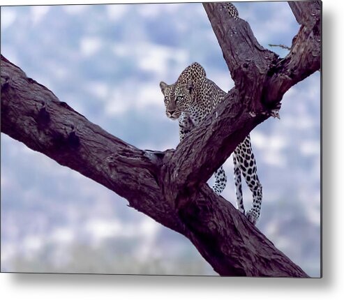 Leopard Metal Print featuring the photograph Leopard on the lookout by Roni Chastain