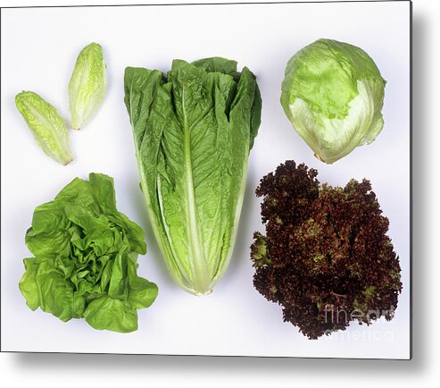 Food Metal Print featuring the photograph Lettuces by Martyn F. Chillmaid/science Photo Library