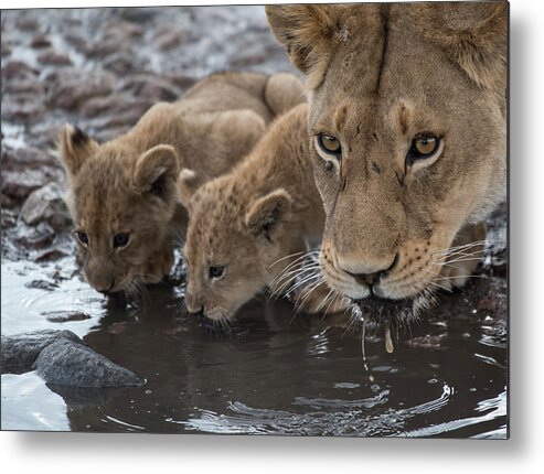 Africa Metal Print featuring the photograph Lioness-cubs-waterhole-Serengeti by Steve Somerville