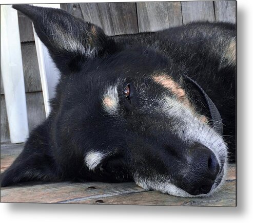 Lobster Dock Metal Print featuring the photograph Lobstah Dock Dawg Nap Too by Debra Grace Addison
