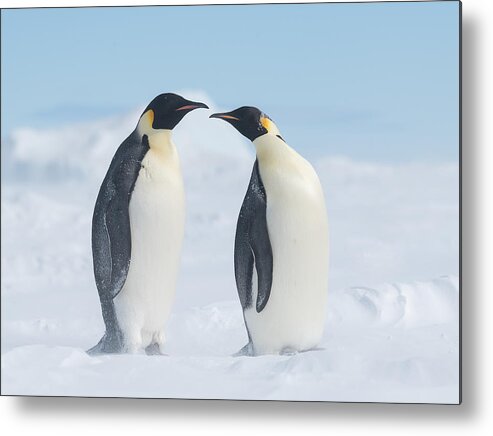 Antarctica Metal Print featuring the photograph Love by Liwen Tao