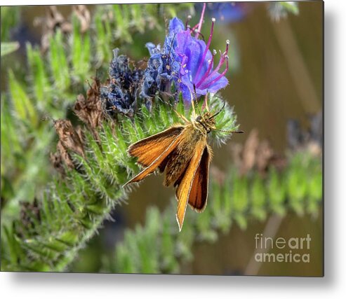 Butterfly Metal Print featuring the photograph Lulworth Skipper Male Feeding On Viper's Bugloss by Bob Gibbons/science Photo Library