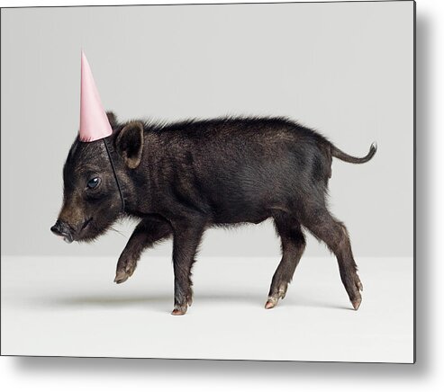 Pets Metal Print featuring the photograph Miniature Piglet Wearing Party Hat by Roger Wright