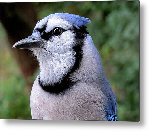 Blue Jay Metal Print featuring the photograph Mr. Blue by Linda Stern