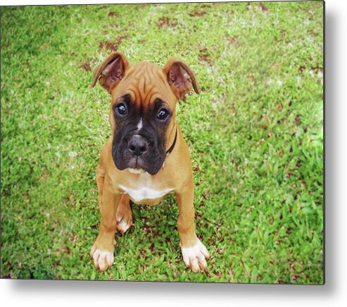 Pets Metal Print featuring the photograph My Cute Dog D I Love My Boxer by Diuliane Q. De Souza