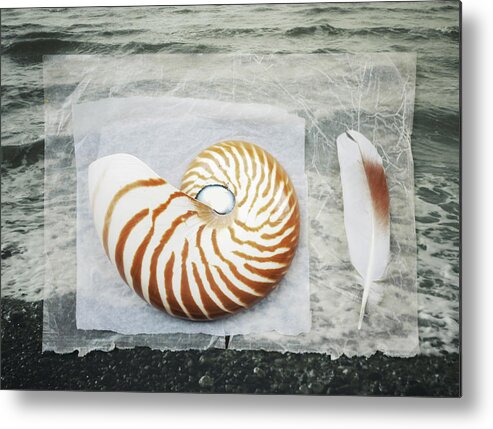 Animal Shell Metal Print featuring the photograph Nautilus Shell With Feather by Fiona Crawford Watson