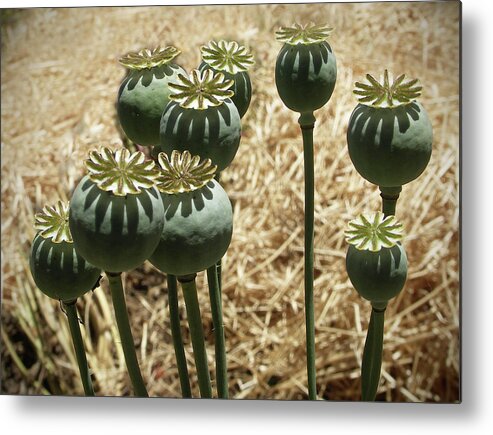 Mendocino Metal Print featuring the photograph Opium Poppy Pods by Mendocino Coast Films