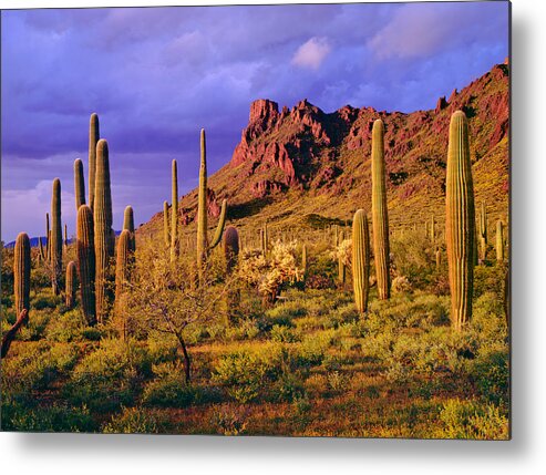 Saguaro Cactus Metal Print featuring the photograph Organ Pipe Cactus National Monument by Ron thomas