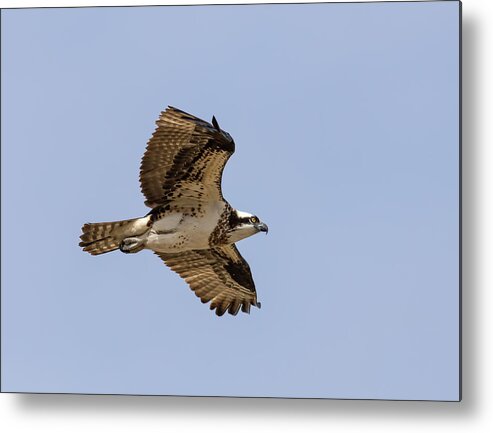 Osprey Metal Print featuring the photograph Osprey 2019-4 by Thomas Young