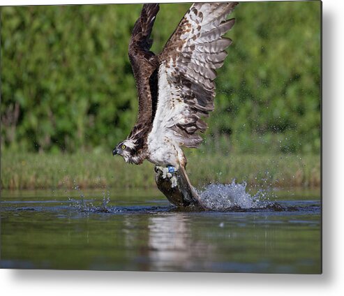 Osprey Metal Print featuring the photograph Osprey Dragging Fish by Pete Walkden