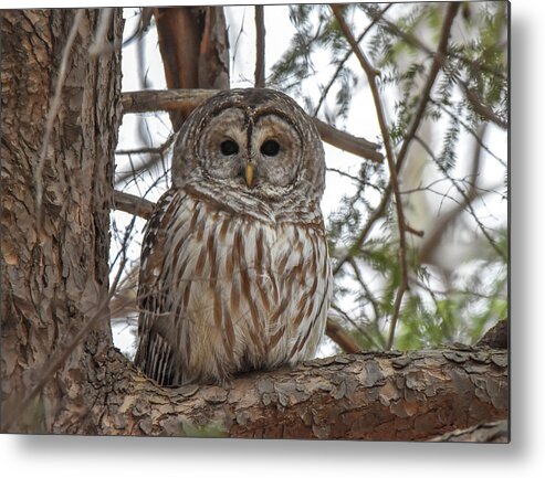 Owl Metal Print featuring the photograph Owl in Tree by Michelle Wittensoldner