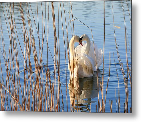 Animal Themes Metal Print featuring the photograph Pair Of Swans In Love by Itsabreeze Photography