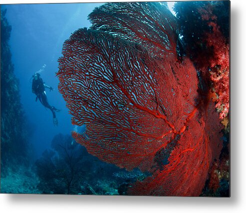 Fiji Metal Print featuring the photograph Passions On Fiji by Andrey Narchuk