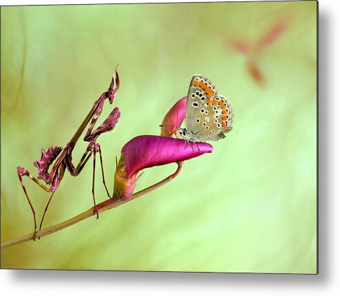 Mantis Metal Print featuring the photograph Patience by Jimmy Hoffman