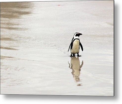 Penguin Metal Print featuring the photograph Penguin Reflection by FD Graham
