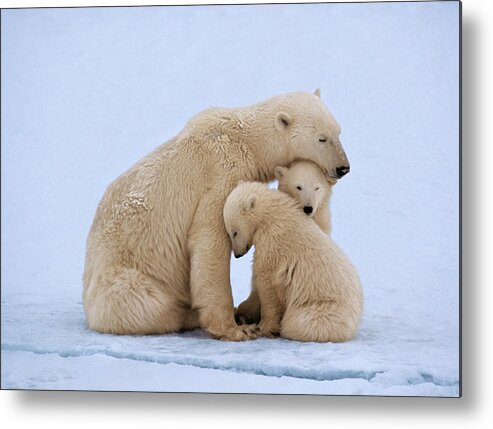 Bear Cub Metal Print featuring the photograph Polar Bear With Twin Cubs Ursus by Johnny Johnson