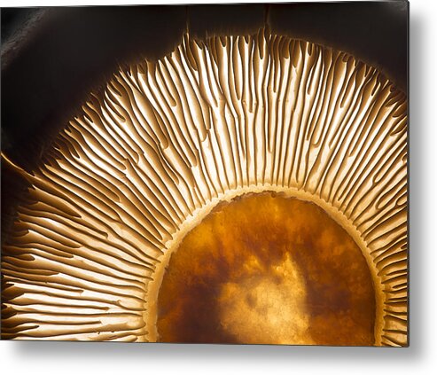 Mushroom Metal Print featuring the photograph Portobello Mushroom by Wieteke De Kogel