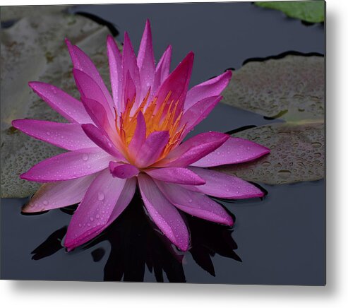 Water Lily Metal Print featuring the photograph Rainy Day Water Lily by Forest Floor Photography