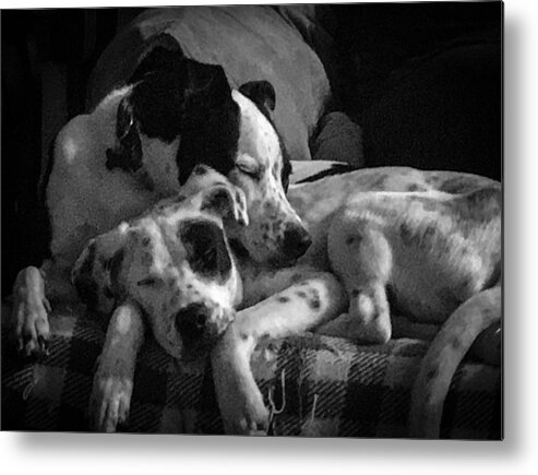 Dogs Metal Print featuring the photograph Rescued and Best Friends by Veterans Aerial Media LLC