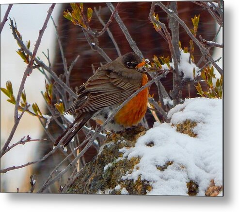 Robin Metal Print featuring the photograph Robin in a Snowstorm by Dan Miller