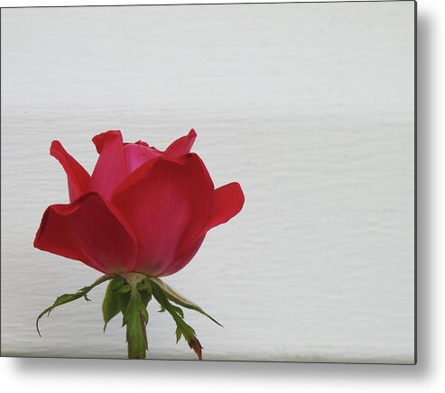 Rose Metal Print featuring the photograph Rose Haven by Kathy Chism
