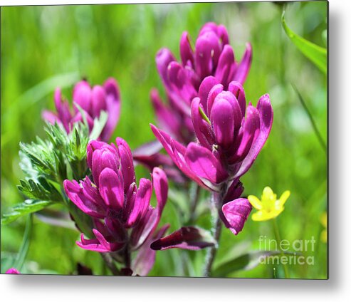Colorado Metal Print featuring the photograph Rosy Paintbrush by Julia McHugh