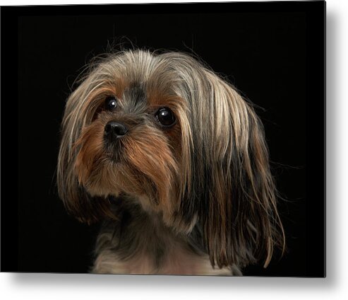 Pets Metal Print featuring the photograph Sad Yorking Face Looking To The Left by M Photo