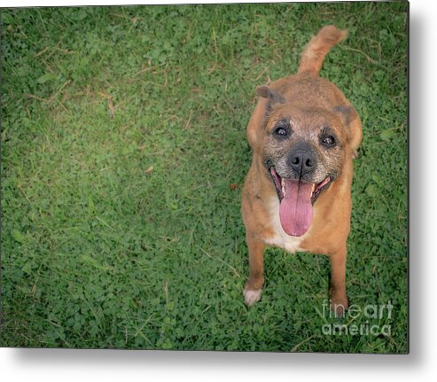 Scooby Doo Metal Print featuring the photograph Scooby Doo by Amfmgirl Photography