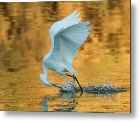 Snowy Egret Metal Print featuring the photograph Snowy Egret Fishing 8645-061919 by Tam Ryan