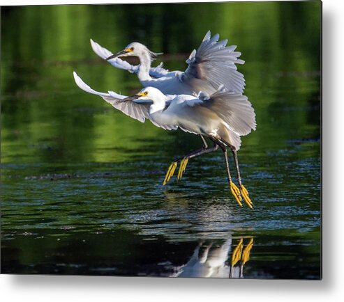 Snowy Egrets Metal Print featuring the photograph Snowy Egrets 8233-061819 by Tam Ryan