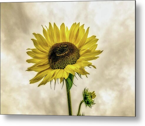 Sunflower Metal Print featuring the photograph Sunflower by Anamar Pictures