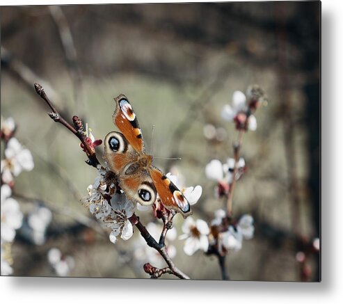 Cute Metal Print featuring the photograph Tender Beauty by Andrii Maykovskyi