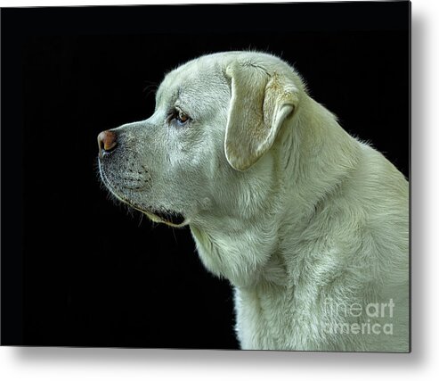 Dog Metal Print featuring the photograph The Good Boy-Labrador Retriever Portrait by Diane Diederich