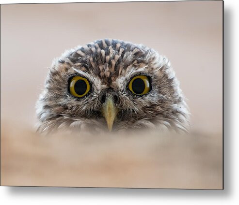 Owl Metal Print featuring the photograph The Little Owl Is Watching Me by Taziabdelo