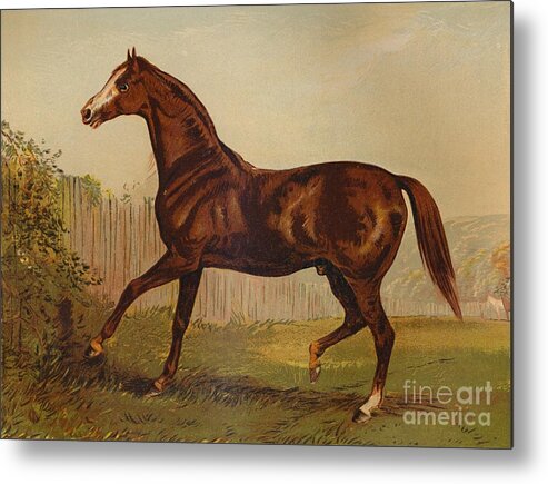 Horse Metal Print featuring the drawing Thoroughbred Sire Blair Athol by Print Collector