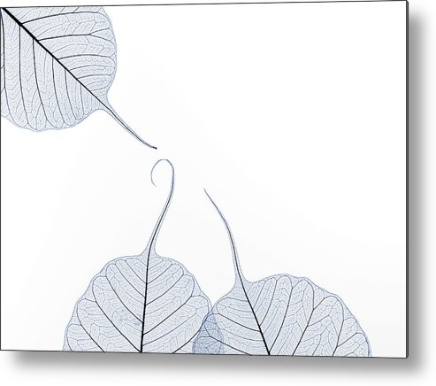 Tranquility Metal Print featuring the photograph Three Leaf Skeletons With Copy Space by Peter Dazeley