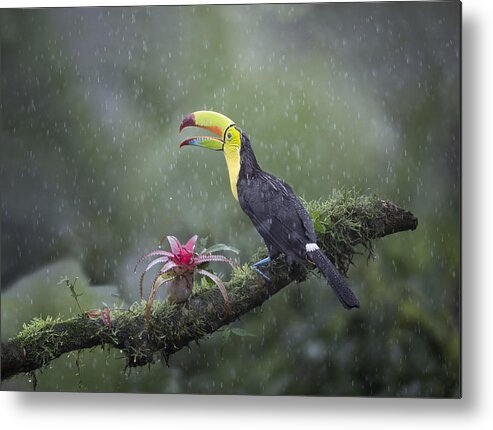 Toucan Metal Print featuring the photograph Toucan by Larry Deng