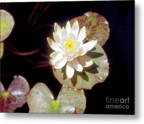 Pond Metal Print featuring the photograph Waterlily II by Linda Parker