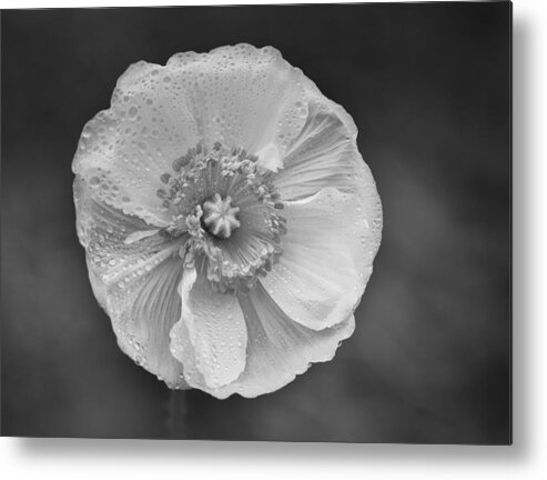 Poppy Metal Print featuring the photograph Wet Poppy by Lotte Grnkjr